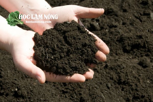 Các Bước Chuẩn Bị Để Trồng Rau Cải Tại Nhà