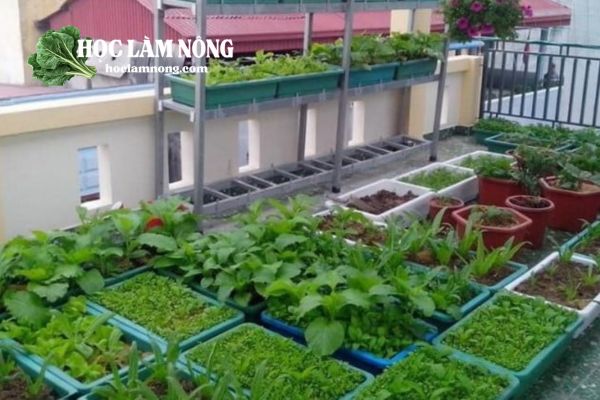 Các Mô Hình Trồng Rau Sạch Tại Nhà Phổ Biến Nhất Hiện Nay