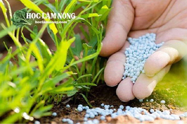 Cách Chăm Sóc Rau Muống