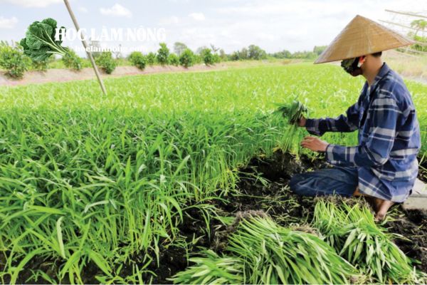 Cách Phòng Bệnh Cho Rau Hiệu Quả