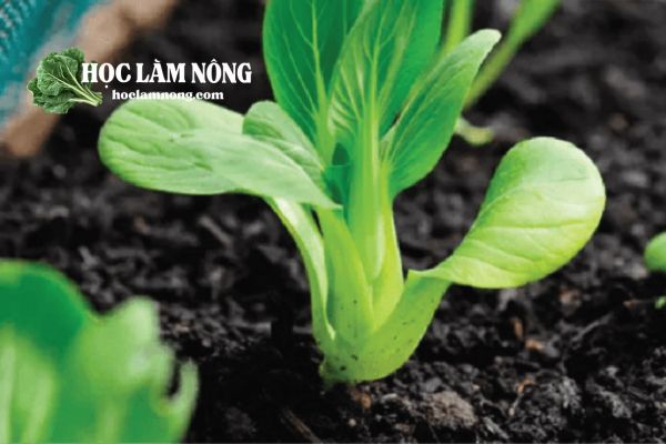 Cách Trồng Rau Cải Xà Lách