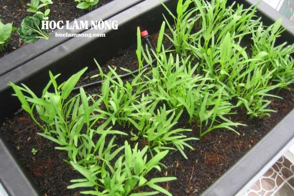 Cách Trồng Rau Muống Hạt