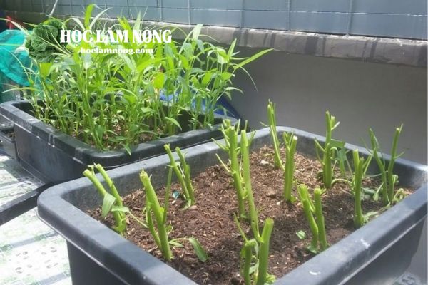 Cách Trồng Rau Muống Cạn