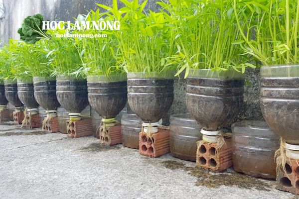 Cách Trồng Rau Muống Nước