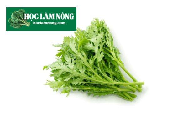 Cải Cúc (Tần Ô)
