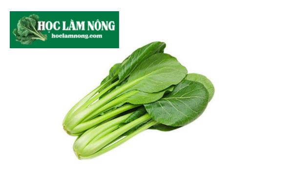 Cải Ngọt