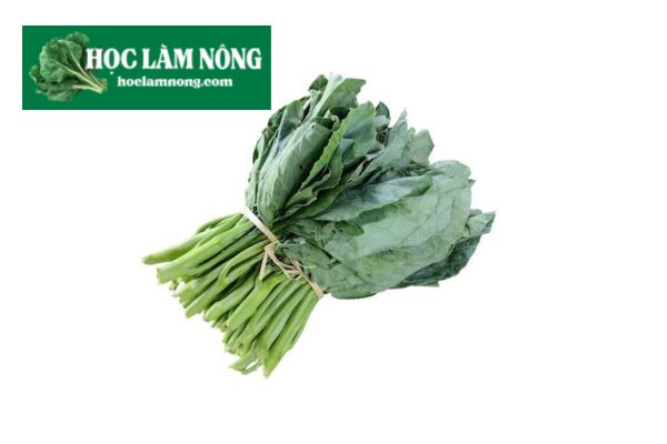 Cải Rổ (Kale)