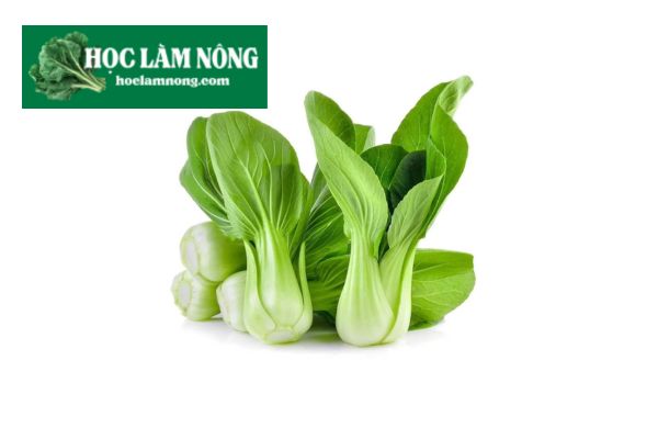 Cải Thìa (Bok Choy)