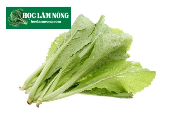 Cải Xanh