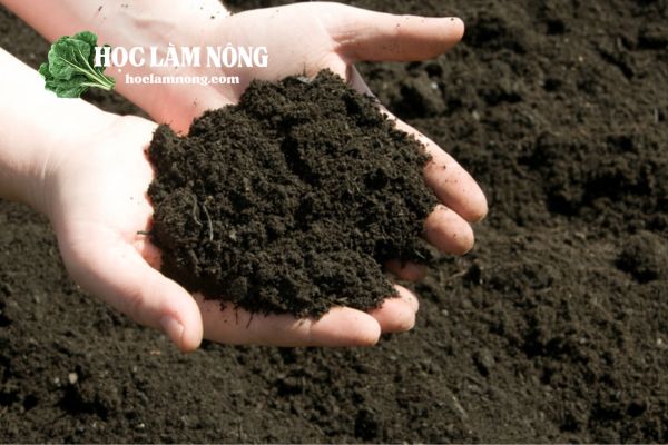 Đất Trồng Rau Muốn