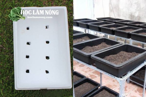 Dụng Cụ Và Vị Trí Trồng Rau Muống