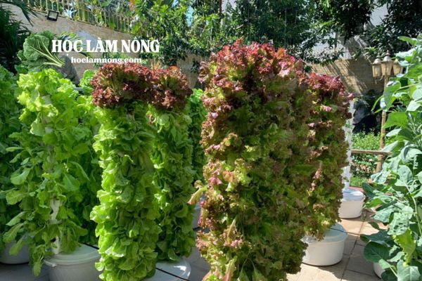 Giới Thiệu Về Mô Hình Trồng Rau Thủy Canh