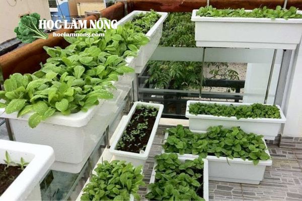 Lợi Ích Khi Áp Dụng Mô Hình Trồng Rau Sạch Tại Nhà