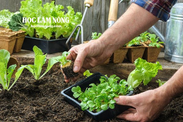 Lưu Ý Khi Trồng Và Chăm Sóc Rau