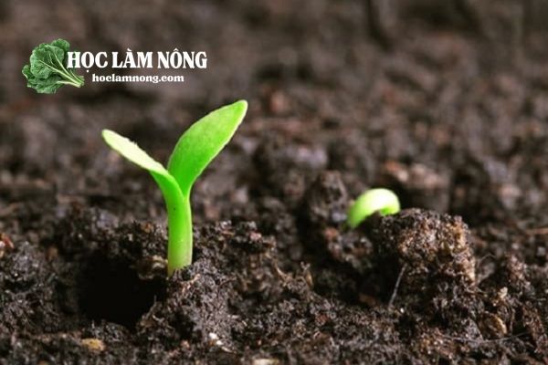 Lý Do Nên Cải Tạo Đất Trước Khi Trồng Rau