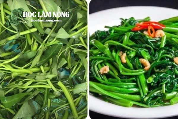 Một Số Lưu Ý Khi Dùng Rau Muống