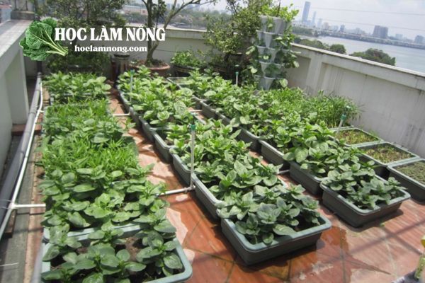 Gợi Ý Một Số Loại Rau Dễ Trồng Cho Người Mới Bắt Đầu