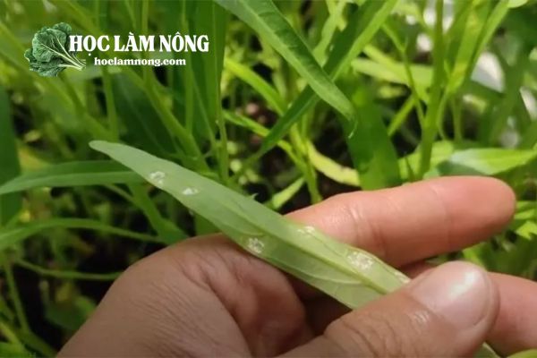 Những Bệnh Thường Gặp Trên Rau Muống Và Cách Xử Lý Bệnh