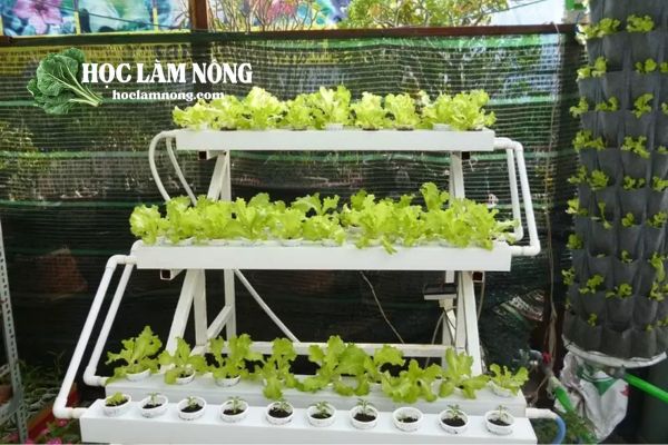 Thủy Canh Hồi Lưu (Tuần Hoàn)